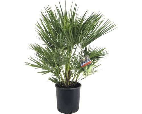 Palmier Floraself Chamerops Humilis H 80 Cm Ghiveci Ø 21 Cm