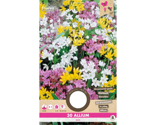 Bulbi De Flori Allium 4/5 30 Buc