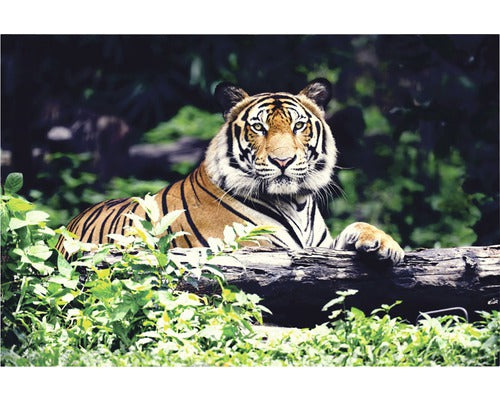 Tablou Canvas Regele Junglei 60x90 Cm