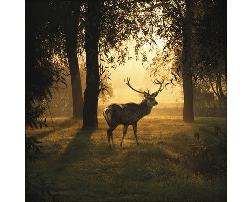 Tablou Sticla Deer & Sun 30x30 Cm