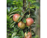 Bio Pom Fructifer Mar Pitic Floraself Bio Malus Domestica 'delgrina' H 60-0 8cm Co 7, 5 L