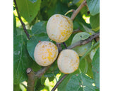 Bio Pom Fructifer Prun Pitic Autofertil Floraself Bio Prunus Domestica 'golden Crimson' H Ca. 60-80 Cm Co 7, 5 L
