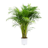 Palmier Areca Floraself Dypsis Lutescens H 120-135 Cm Ghiveci Ø 24 Cm