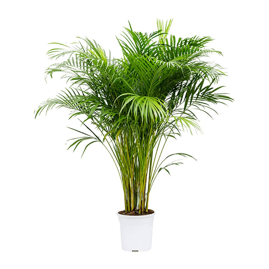 Palmier Areca Floraself Dypsis Lutescens H 120-135 Cm Ghiveci Ø 24 Cm