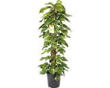 Iedera Diavolului Cu Tutore Floraself Scindapsus Aureus H 120 Cm Ghiveci Ø 24 Cm