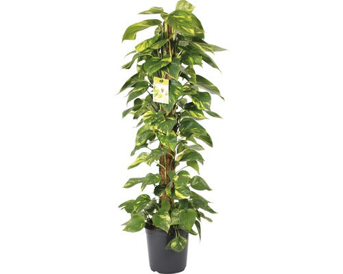 Iedera Diavolului Cu Tutore Floraself Scindapsus Aureus H 120 Cm Ghiveci Ø 24 Cm