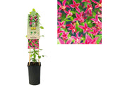 Clematita Princess Diana Floraself H 50-70 Cm Co 2, 3 L