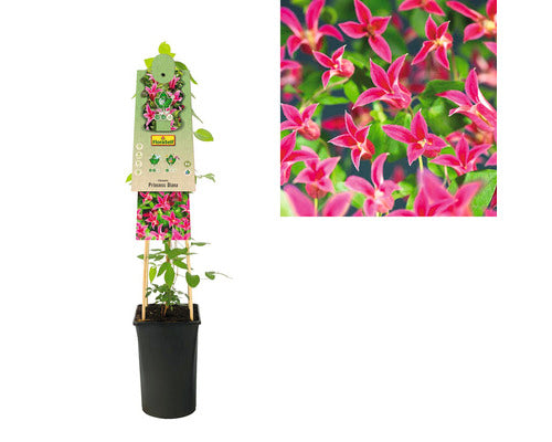Clematita Princess Diana Floraself H 50-70 Cm Co 2, 3 L