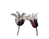 Clematita Floraself Clematis Hybride H 50-70 Cm Co 2, 3 L