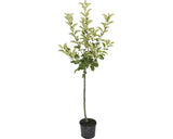 Pom Fructifer Mar Floraself Malus Domestica 'gloster' H 150-180 Cm Co 6 L