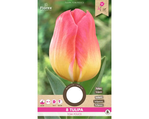 Bulbi De Lalele Tom Pouce 11/12 6 Buc