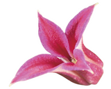 Clematita Princess Diana Floraself H 50-70 Cm Co 2, 3 L