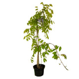 Glicina mov - Wisteria sinensis