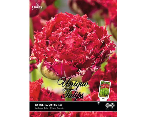 Bulbi De Lalele Unique Quatar 11/12 10 Buc