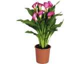 Cala Floraself Zantedeschia Rehmanii 'zazu' H 40-45 Cm Ghiveci Ø 13 Cm