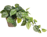 Planta Artificiala Mica Scindapsus Ghiveci Ø 17 Cm H 44 Cm