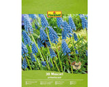 Bulbi De Flori Floraself Muscari Armeniacum 8/9 30 Buc