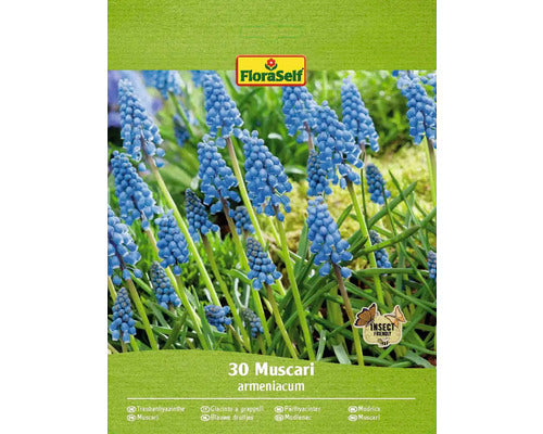 Bulbi De Flori Floraself Muscari Armeniacum 8/9 30 Buc