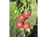Bio Pom Fructifer Mar Columnar Floraself Bio Malus Starline 'red Crimson' H 60-80 Cm Co 7, 5 L