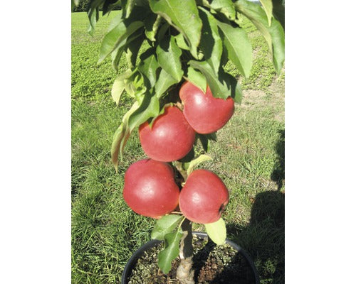 Bio Pom Fructifer Mar Columnar Floraself Bio Malus Starline 'red Crimson' H 60-80 Cm Co 7, 5 L