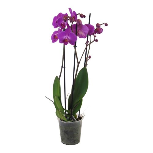 Orhidee Floraself Dendrobium Sa-nook H 55-70 Cm Ghiveci Ø 12 Cm 2 Tije