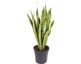 Limba Soacrei Floraself Sansevieria Trifasciata 'laurentii' H 80-90 Cm Ghiveci Ø 24 Cm