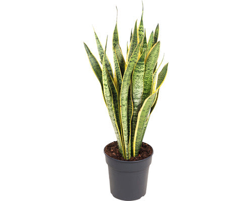 Limba Soacrei Floraself Sansevieria Trifasciata 'laurentii' H 80-90 Cm Ghiveci Ø 24 Cm
