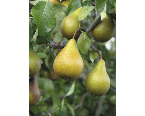 Bio Pom Fructifer Par Floraself Bio Pyrus Communis 'gellerts Butterbirne' H 130-150 Cm Co 7, 5 L