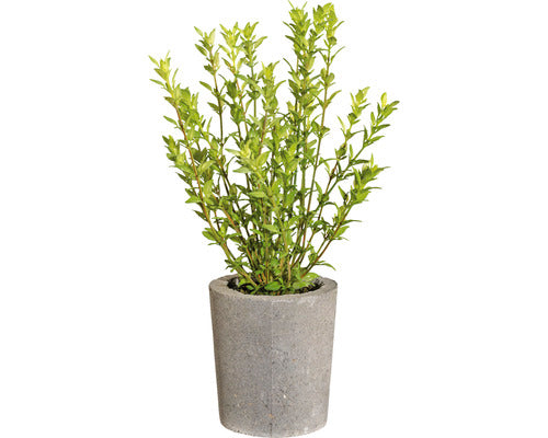 Planta Artificiala Cimbru In Ghiveci H 35 Cm Verde