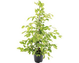 Ficus Floraself Benjamina 'twilight' H 110 Cm Ghiveci Ø 21 Cm