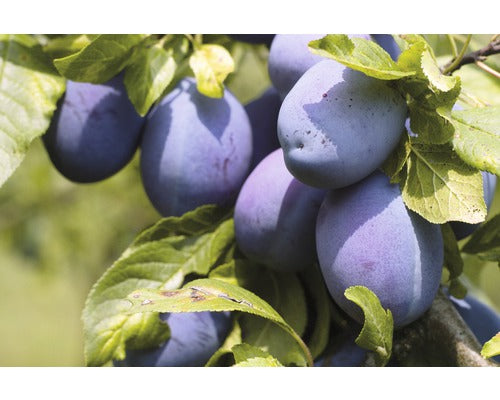 Bio Pom Fructifer Prun Autofertil Floraself Bio Prunus Domestica 'hauszwetschge' H 100-120 Cm Co 7, 5 L