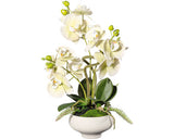 Planta Artificiala Orhidee Fluture Phalaenopsis In Vas 3 Ramuri H 50 Cm Alb