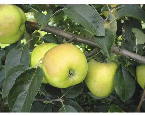 Pom Fructifer Mar Floraself Malus Domestica 'gravensteiner' H 150-180 Cm Co 6 L