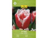 Bulbi De Lalele Floraself Canasta 11/12 10 Buc
