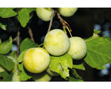 Bio Pom Fructifer Prun Autofertil Floraself Bio Prunus 'oullins Reneklode' H 60-80 Cm Co 5 L