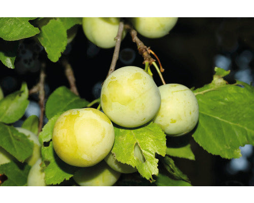 Bio Pom Fructifer Prun Autofertil Floraself Bio Prunus 'oullins Reneklode' H 60-80 Cm Co 5 L