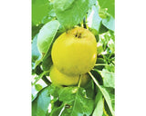 Bio Pom Fructifer Mar Columnar Floraself Bio Malus Domestica 'garden Fountain' H 130-150 Cm Co 7, 5 L