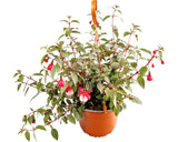 Cercelus Fuchsia Zonala Ghiveci Ø 19 Cm