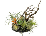 Planta Artificiala Tillandsia Mix H 19 Cm Verde