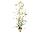 Planta Artificiala Lonicera Japonica In Ghiveci H 125 Cm Verde