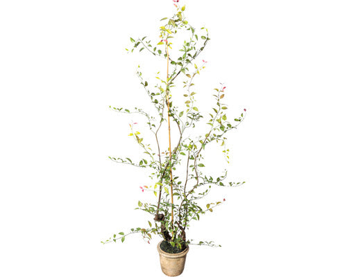 Planta Artificiala Lonicera Japonica In Ghiveci H 125 Cm Verde