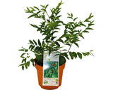 Bio Pom Fructifer Curmal Chinezesc Floraself Bio Ziziphus Jujuba H Ca. 40 Cm Co 3 L