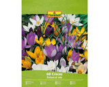 Bulbi De Flori Floraself Branduse Pickwick 7/8 12 Buc