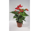 Floarea Flamingo Anthurium Andreanum Hybrid H 55-60 Cm Ghiveci Ø 17 Cm Rosie