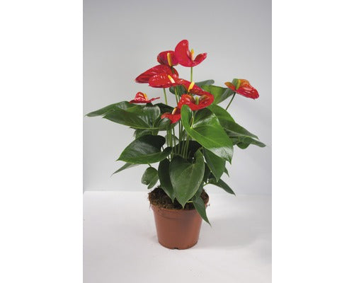 Floarea Flamingo Anthurium Andreanum Hybrid H 55-60 Cm Ghiveci Ø 17 Cm Rosie