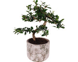 Bonsai Floraself Ficus Microcarpa Ginseng H 30-35 Cm Ghiveci Ceramica Ø 15 Cm