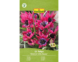 Bulbi De Lalele Floraself Pulchella Little Beauty 6/7 12 Buc