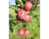 Bio Pom Fructifer Mar Columnar Floraself Bio Malus Domestica 'fire Dance' H 130-150 Cm Co 10 L