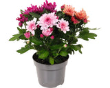 Crizantema Floraself Chrysantemum Indicum Ghiveci Ø 20 Cm