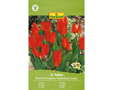 Bulbi De Lalele Floraself Praestans Zwanenburg 9/10 12 Buc